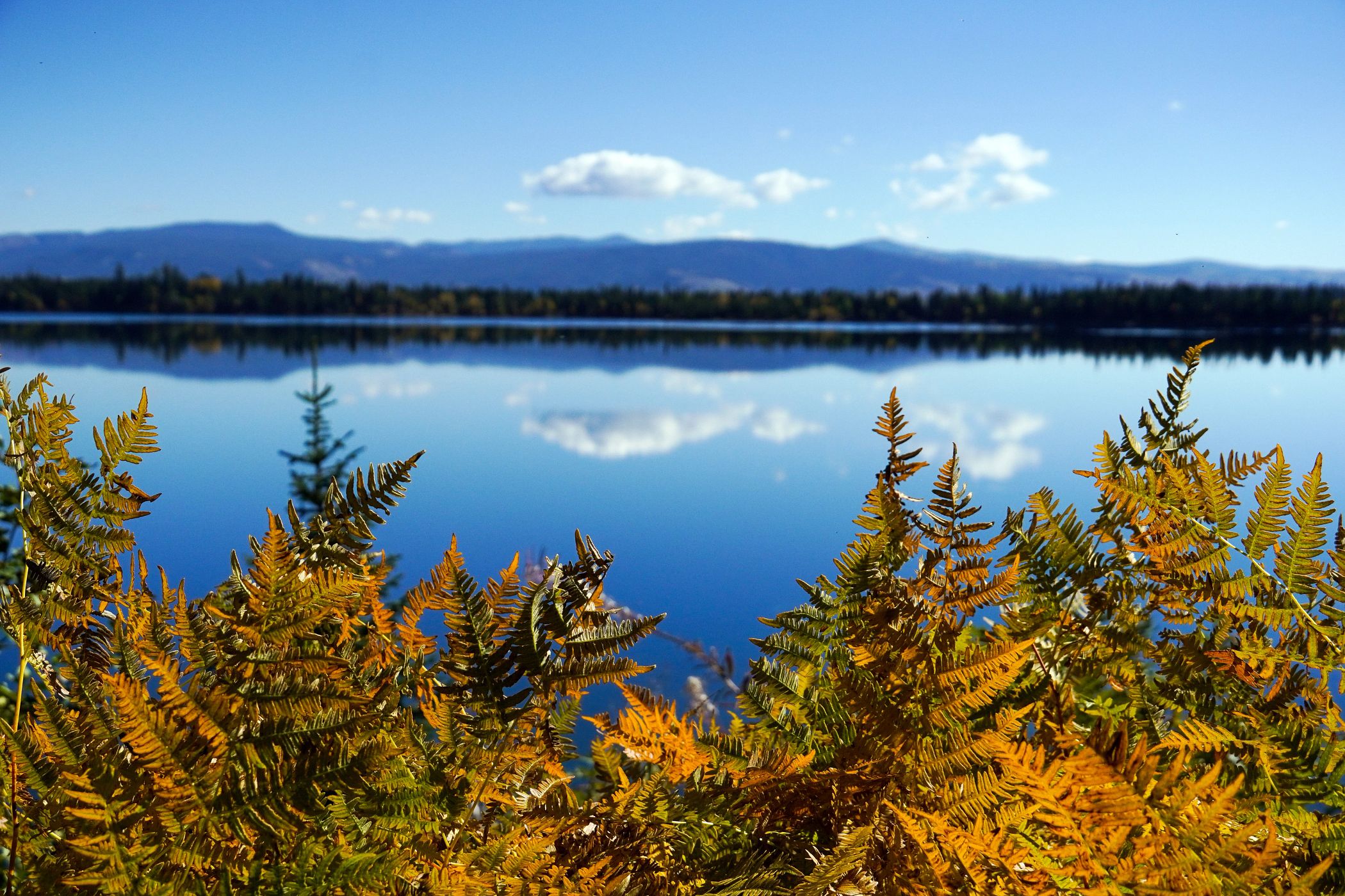 Leafs changing color in front of Jenny Lake