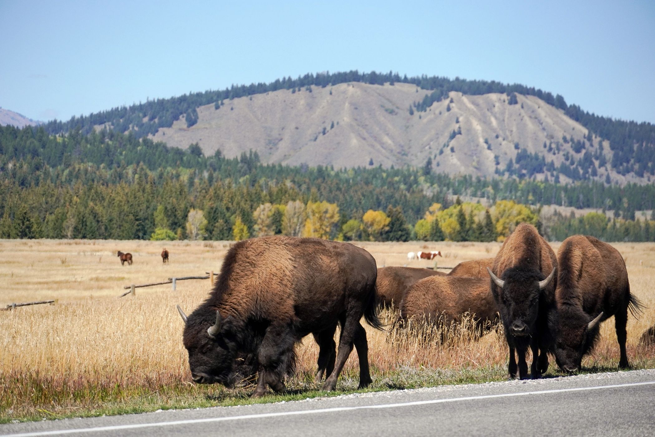 Bison along the side of the road