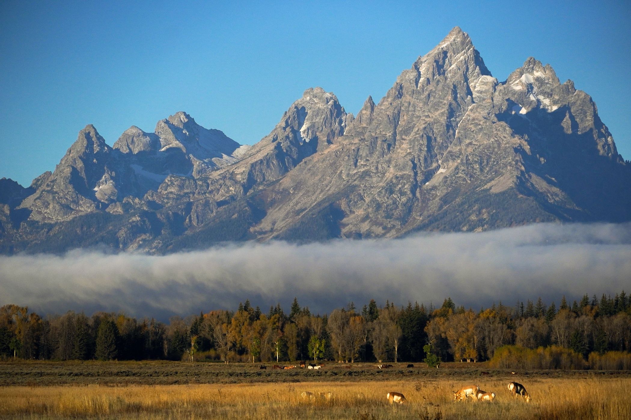 Pronghorn and horses grazing in a field in front of the Grand