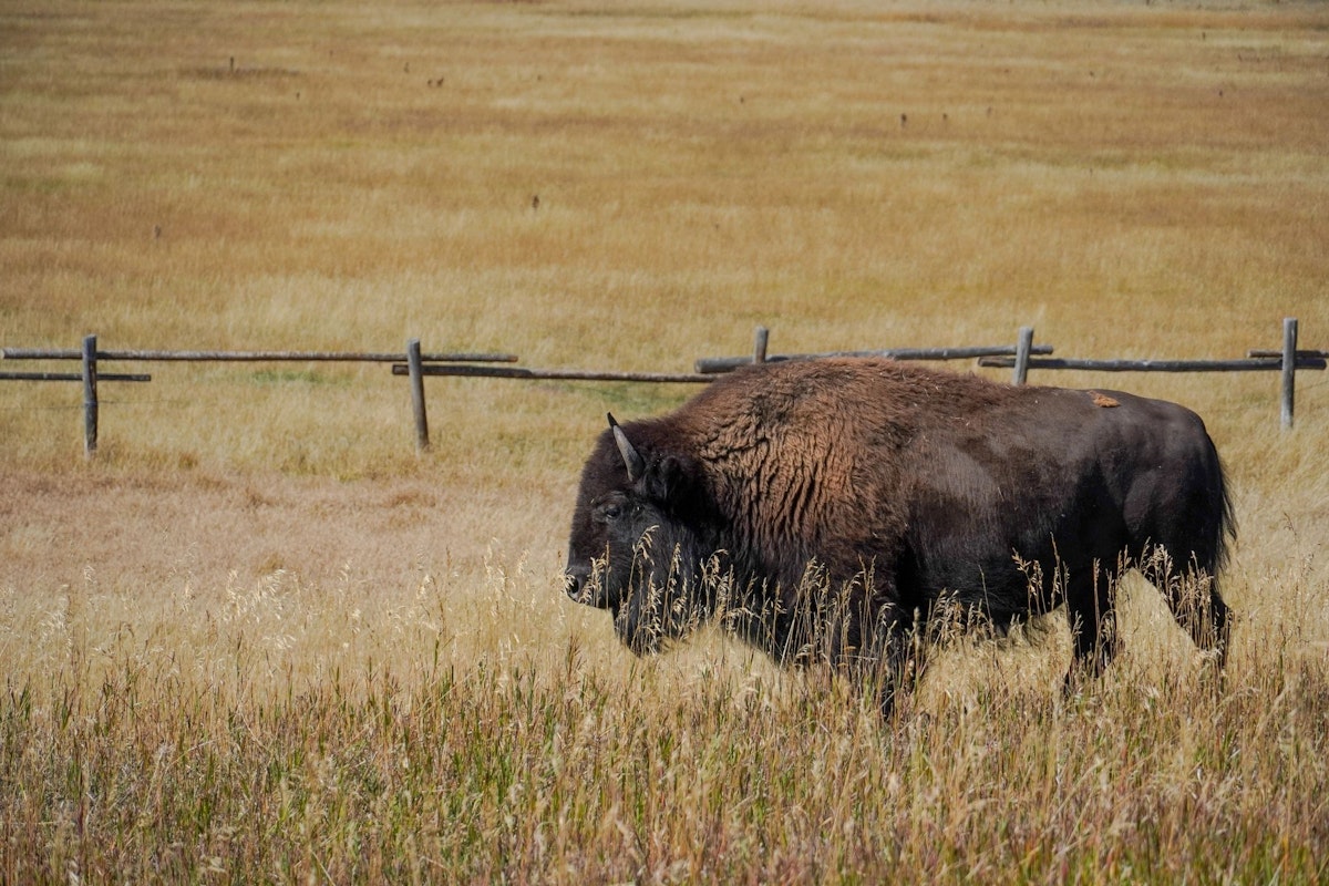 Bison in a field