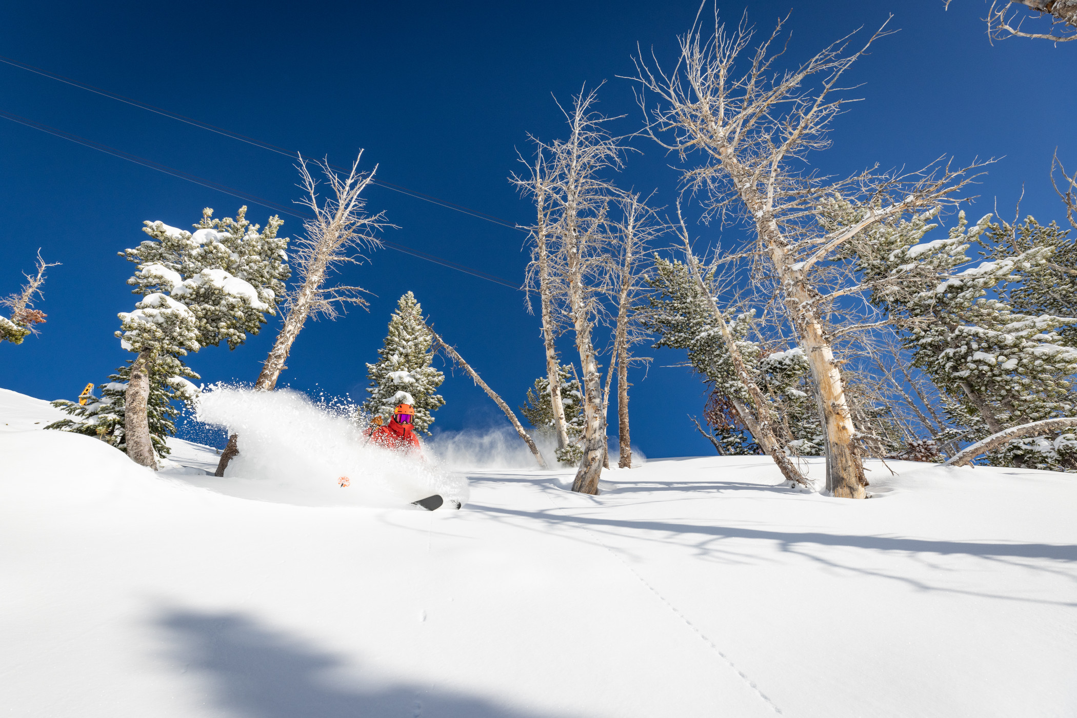 Bluebird pow is the best