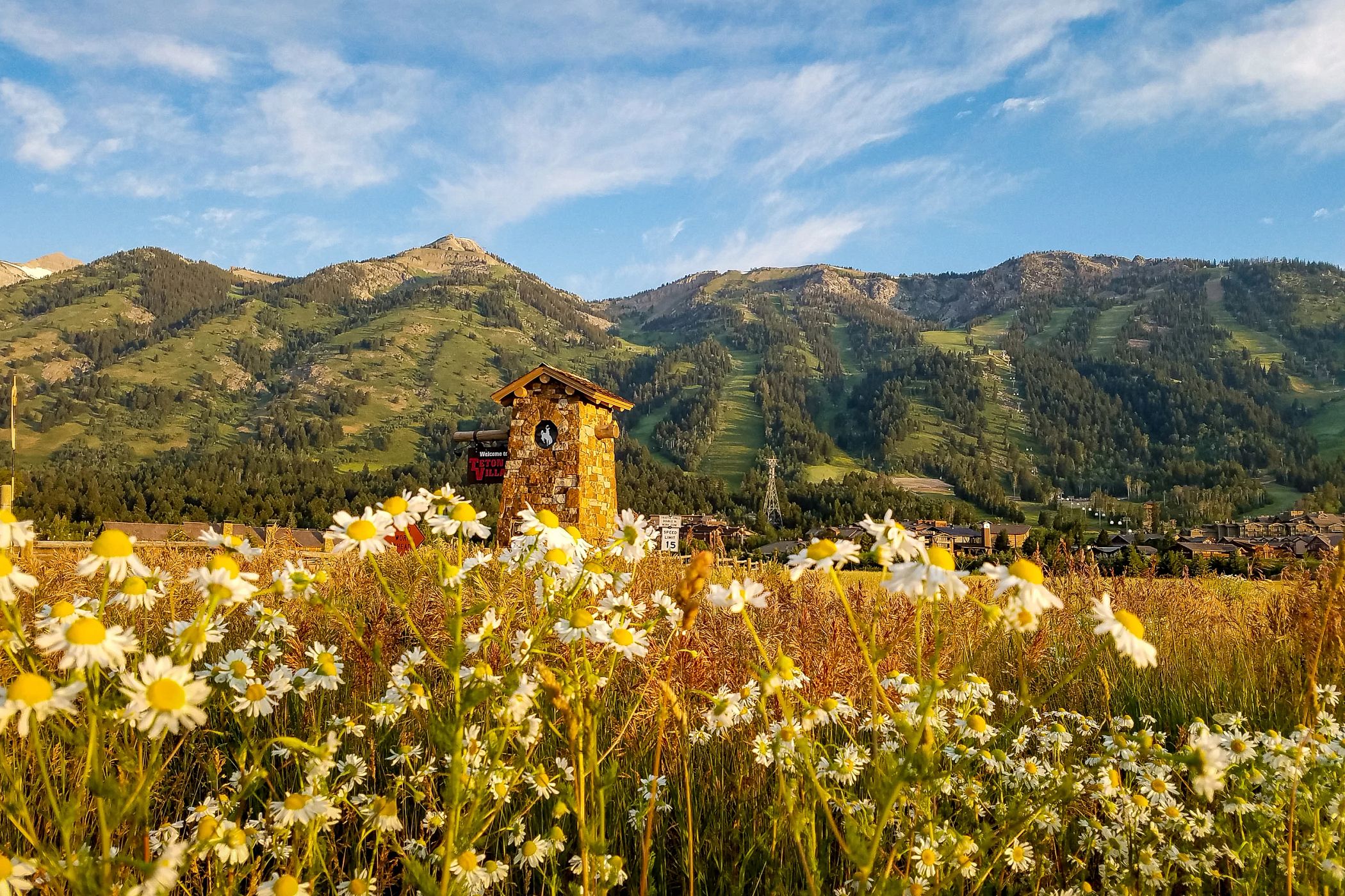 Flowers in front of Teton Village in the summer