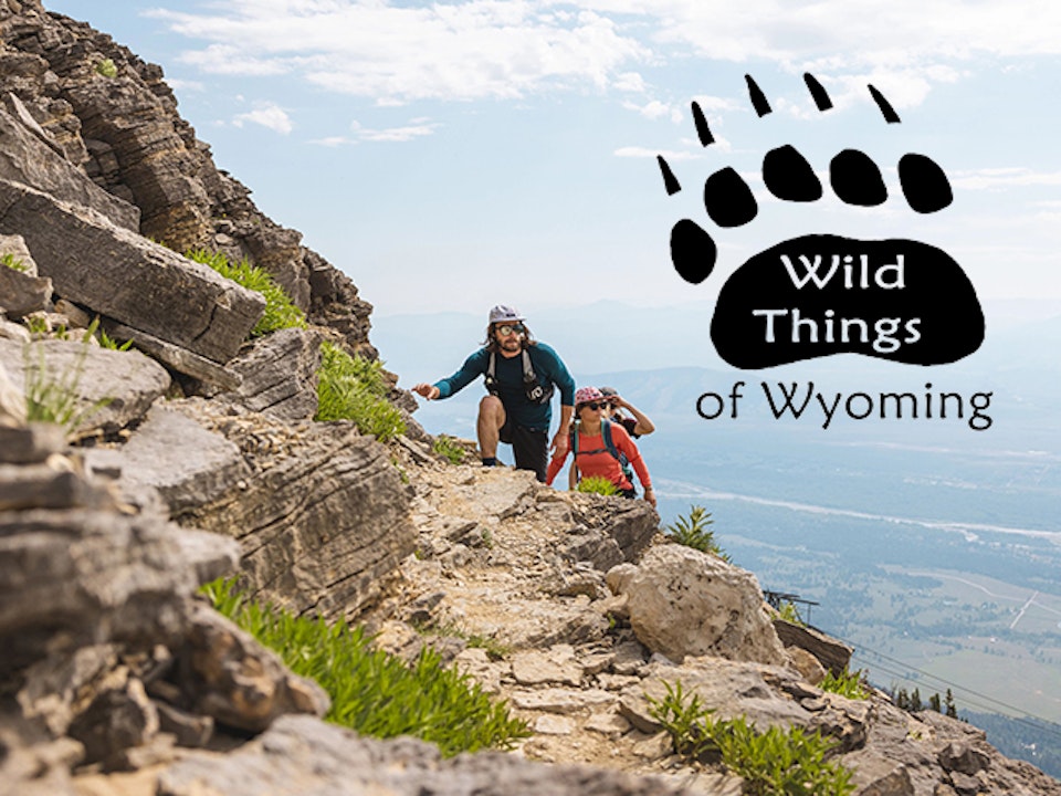 Hikers with Wild Things of Wyoming logo