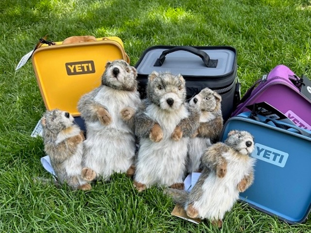 Marmot