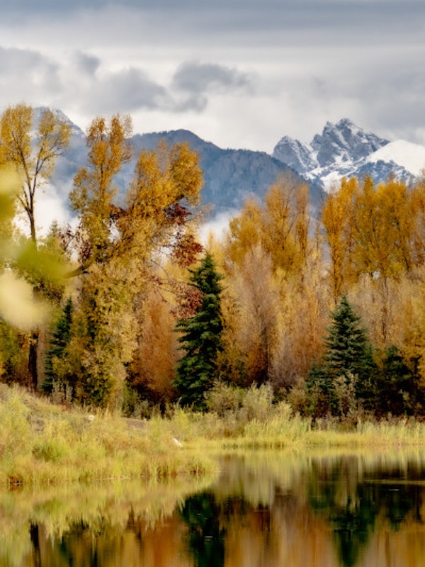 Fall Foliage