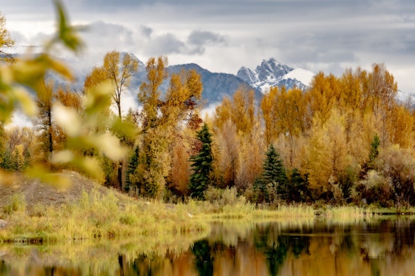 Fall Foliage