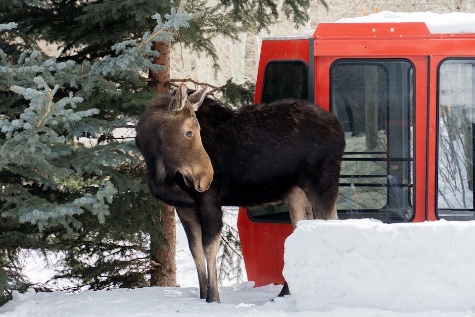 A moose standing outside the old Aerial Tram