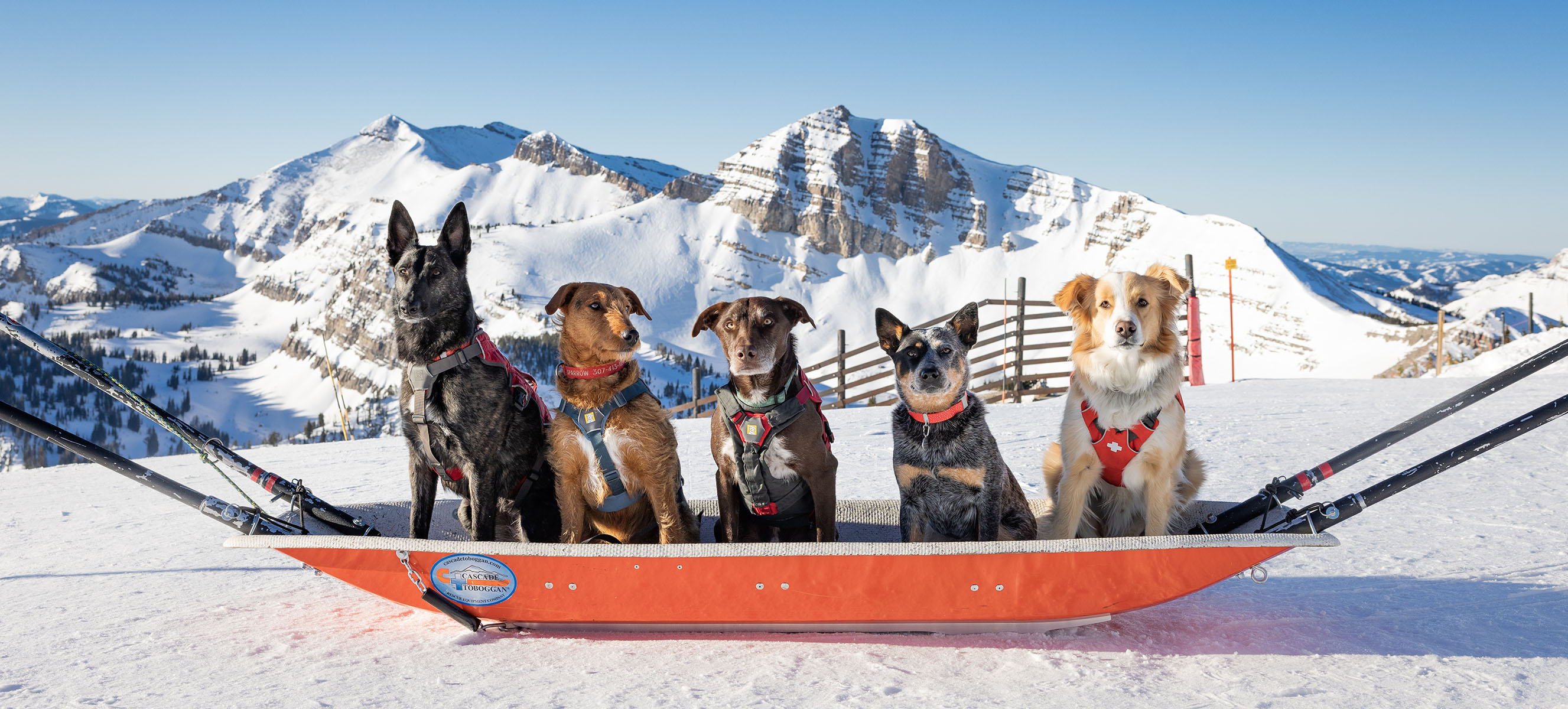 Patrol Dogs - Jackson Hole Mountain Resort