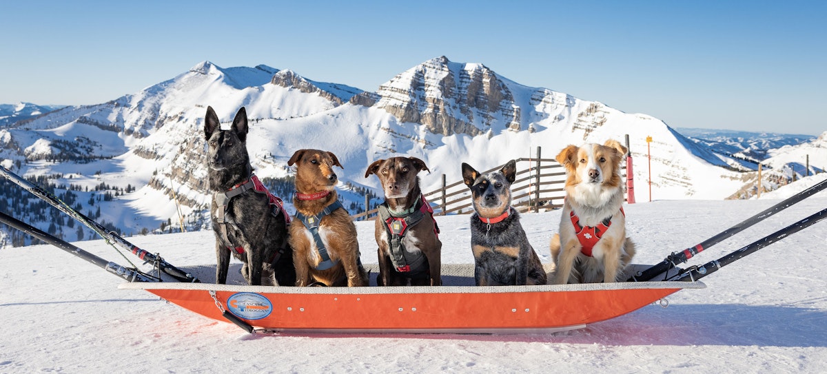 The Patrol Dogs sitting in a sled