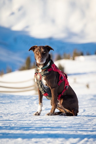 Levi the Patrol Dog