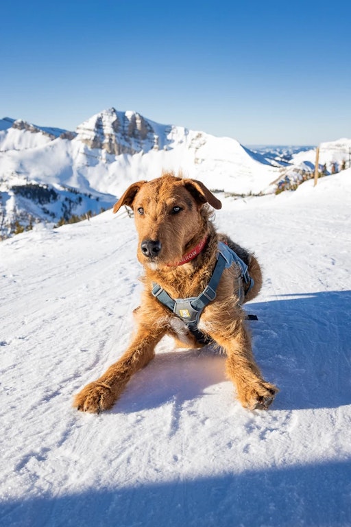 Sparrow the Patrol Dog