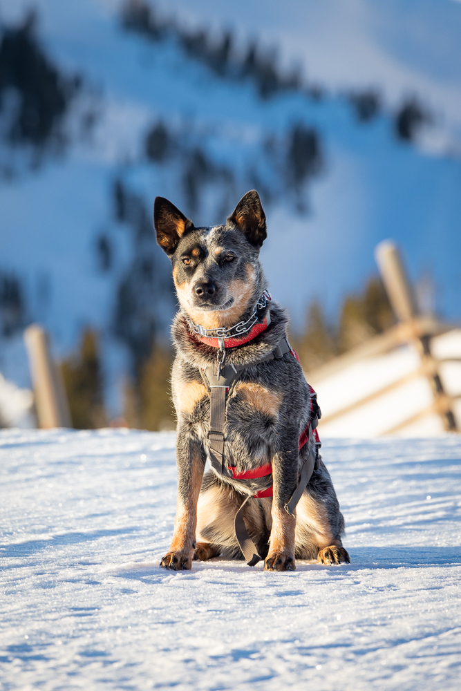Dolly the Patrol Dog