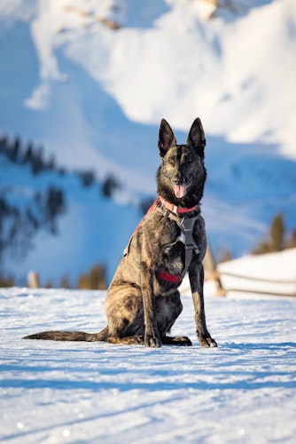 Cache the Patrol Dog