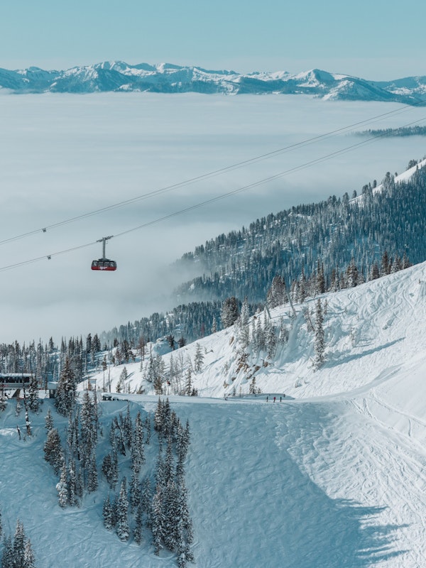 Tram Flies