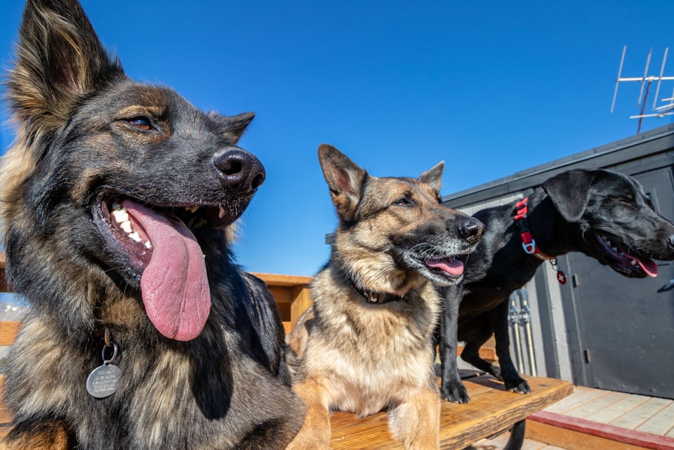 3 dogs sitting outside Corbet's Cabin in the summer