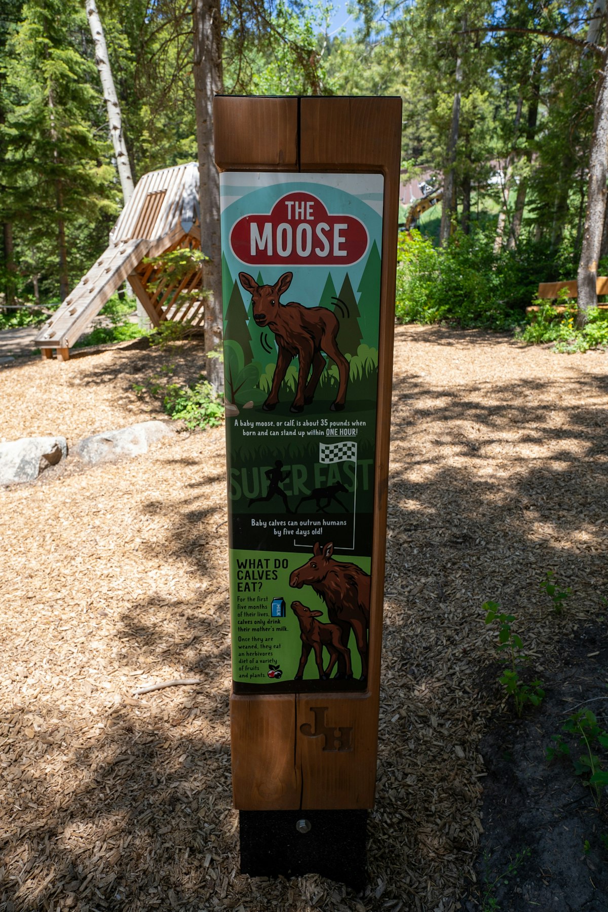 Wild Woods
