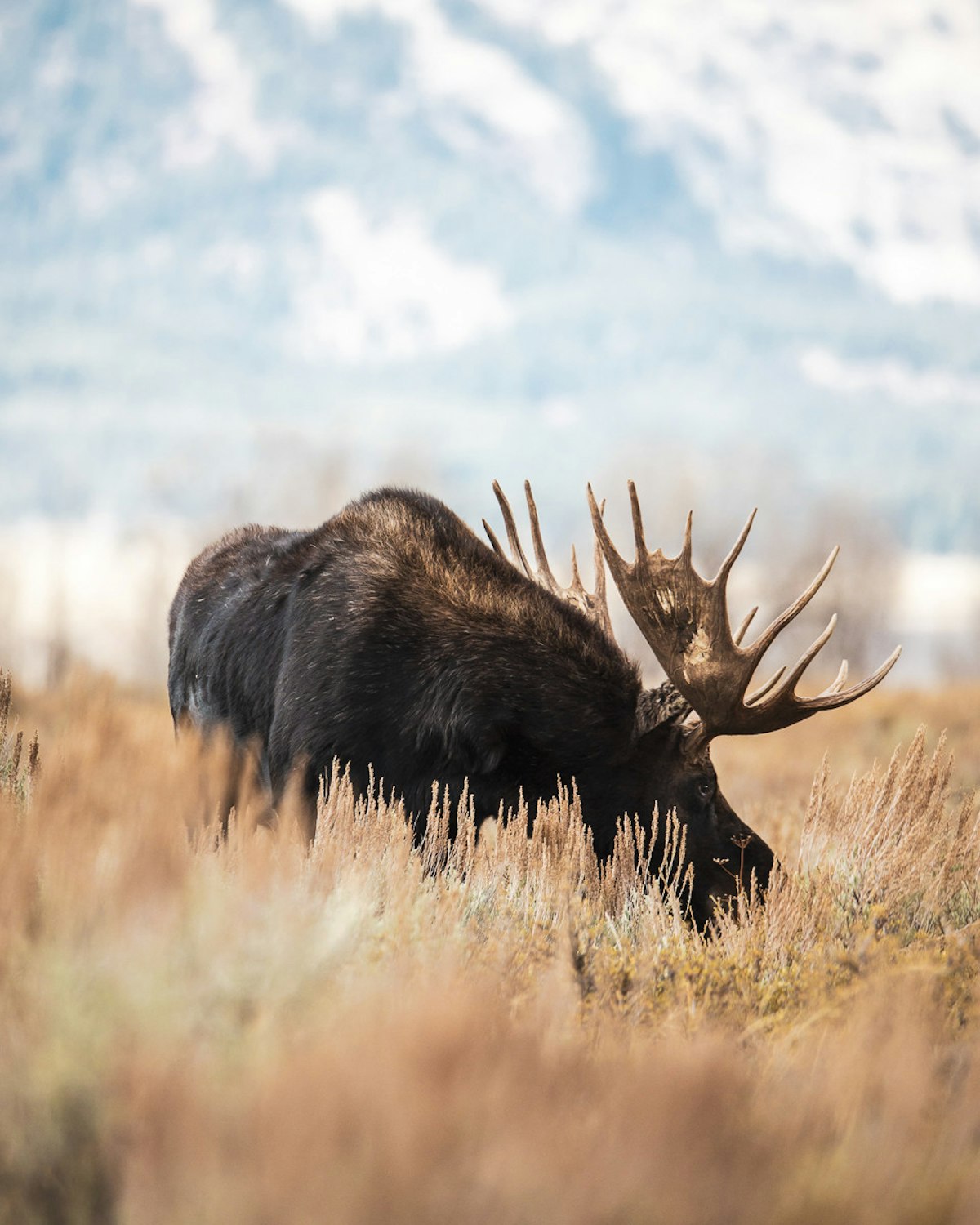 Jackson Hole in October