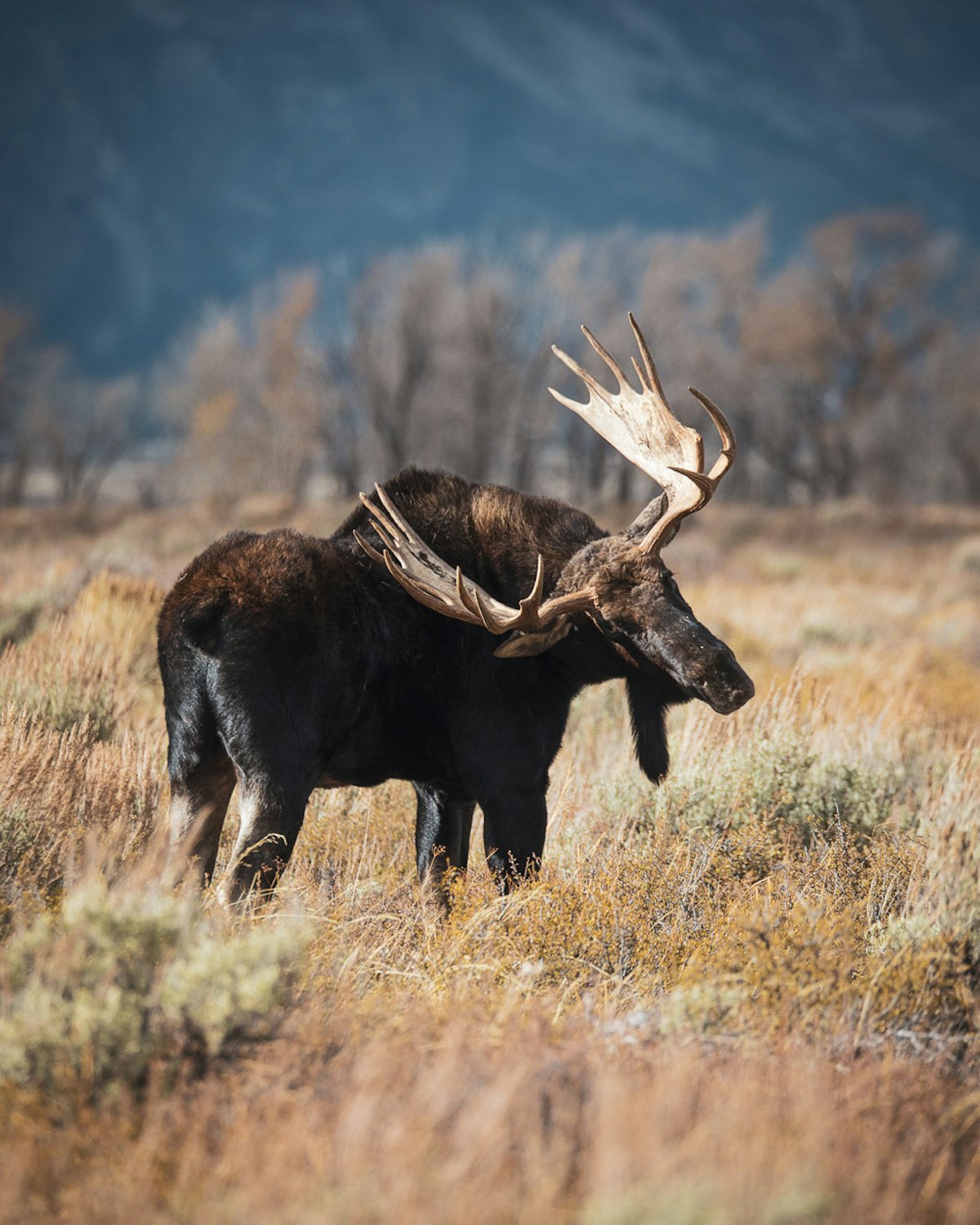 Jackson Hole in October
