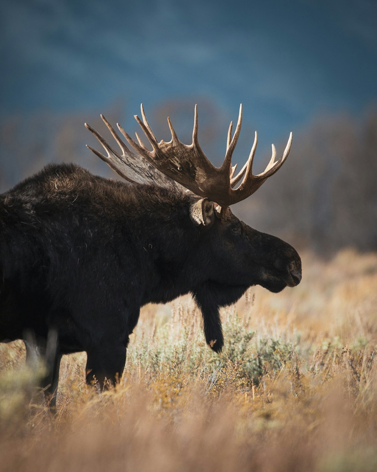 Jackson Hole in October