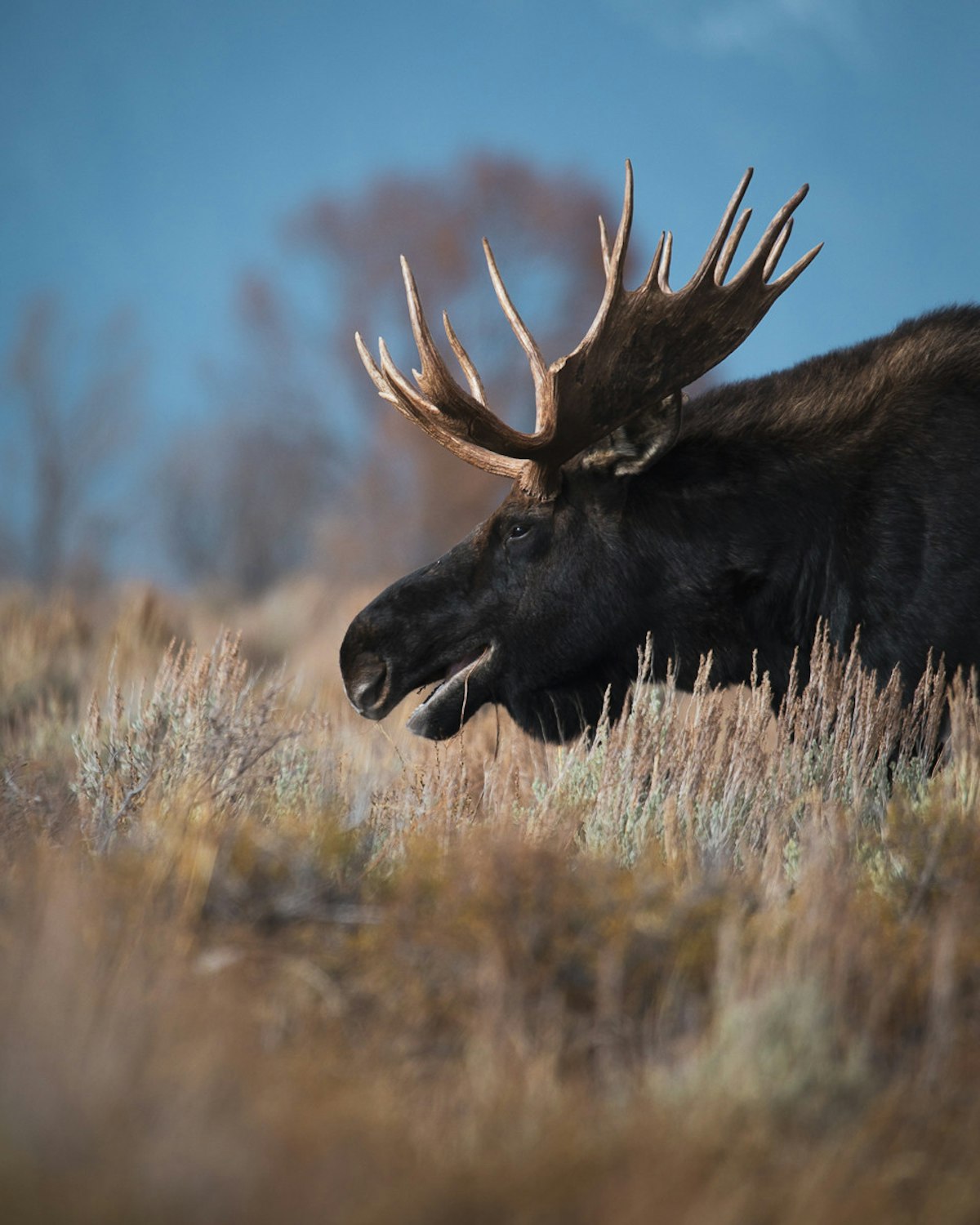 Jackson Hole in October