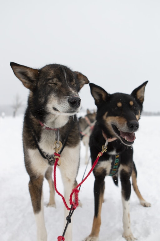 Two sled dogs connected to harness