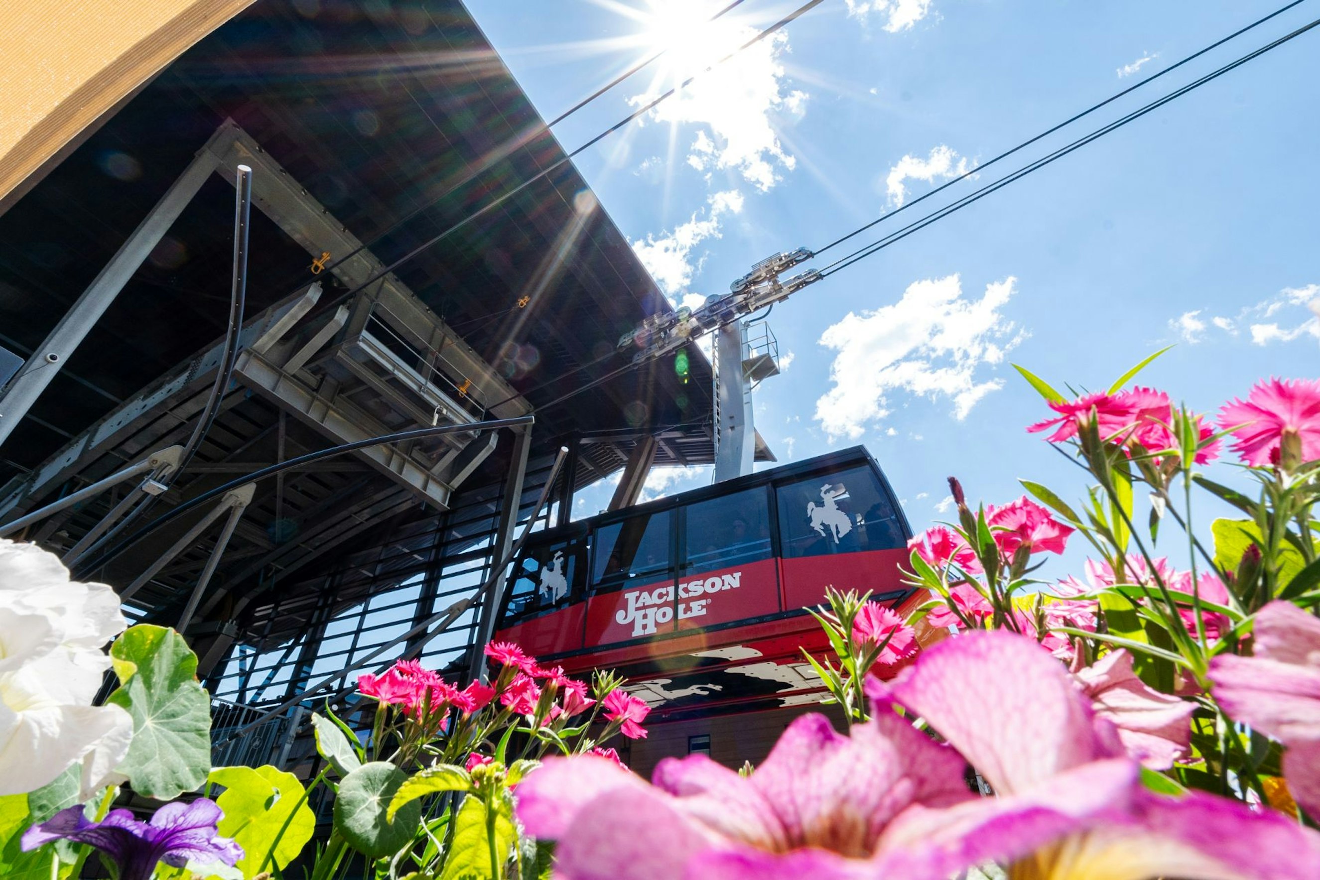 Summer Tram Flowers