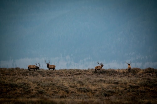 Elk in the summer