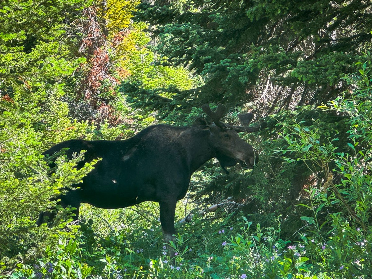 Moose in Granite Canyon Grand Teton National Park