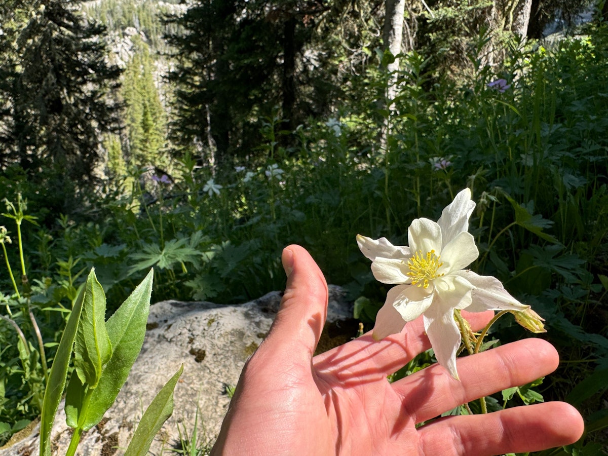 Columbine Grand Teton National Park