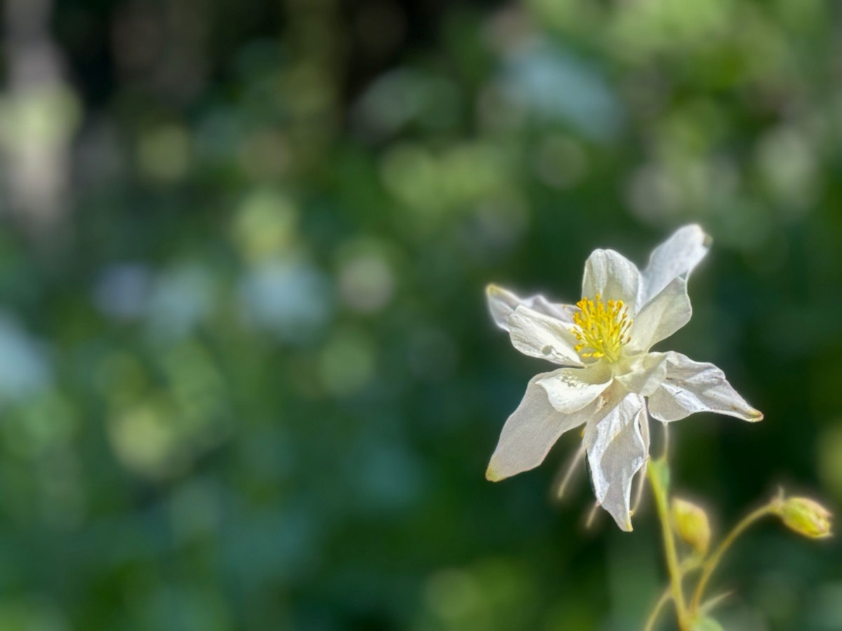Columbine flower in Grand Teton National Park