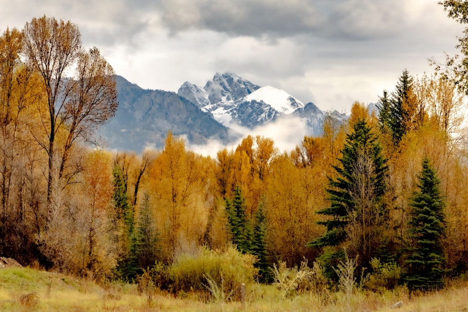 The Tetons framed between yellow, fall aspens with fresh snow atop the mountains