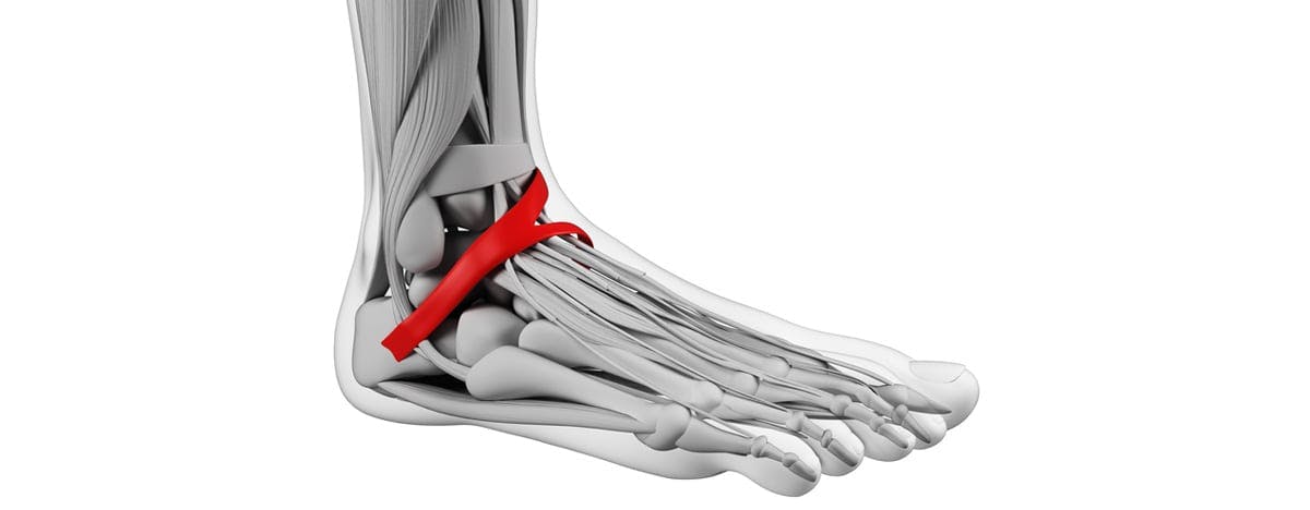 and animation of the bones, mucles and ligaments