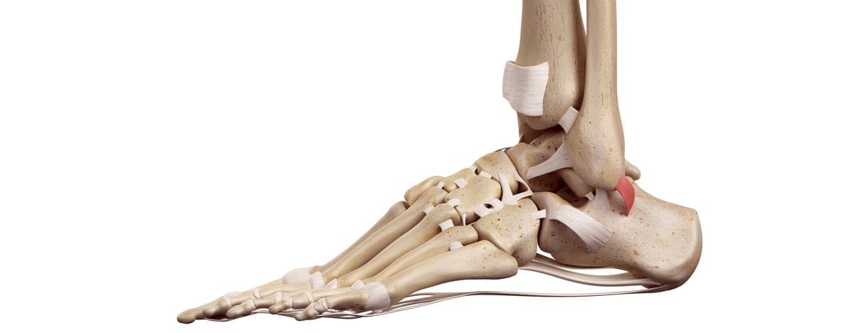 a close up animation of foot bones