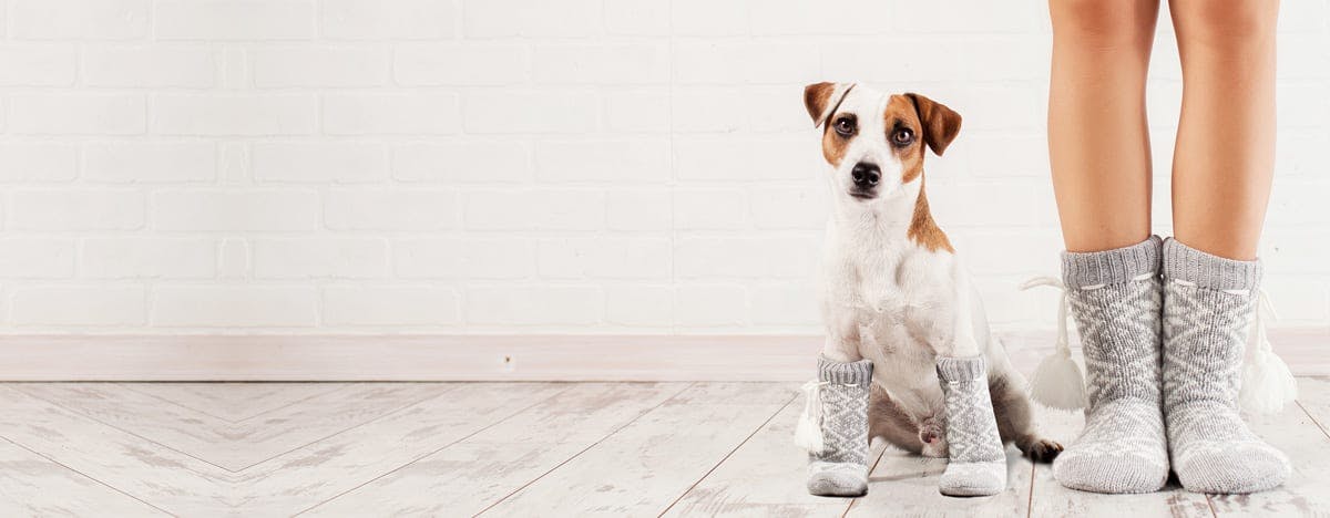 an image of a dog sitting next to a woman's legs, both wearing cozy socks