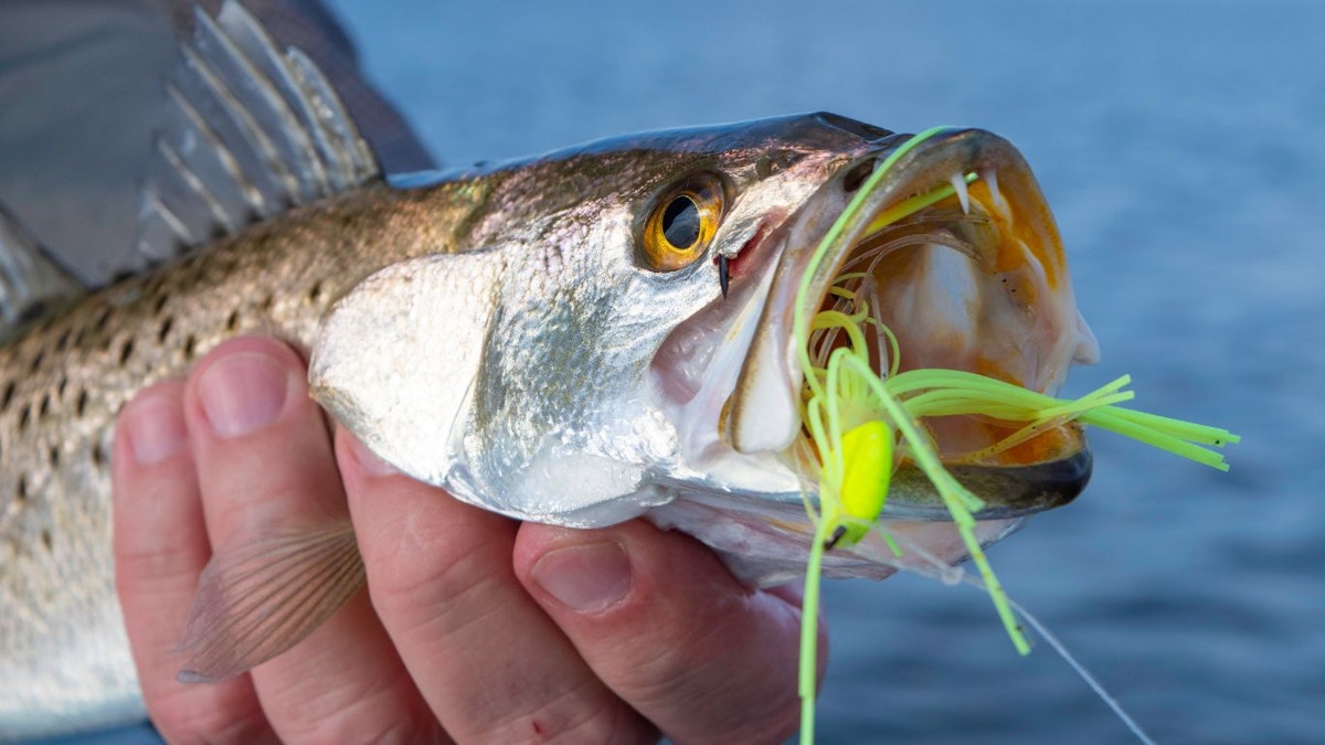 Texas Speckled Trout Limit