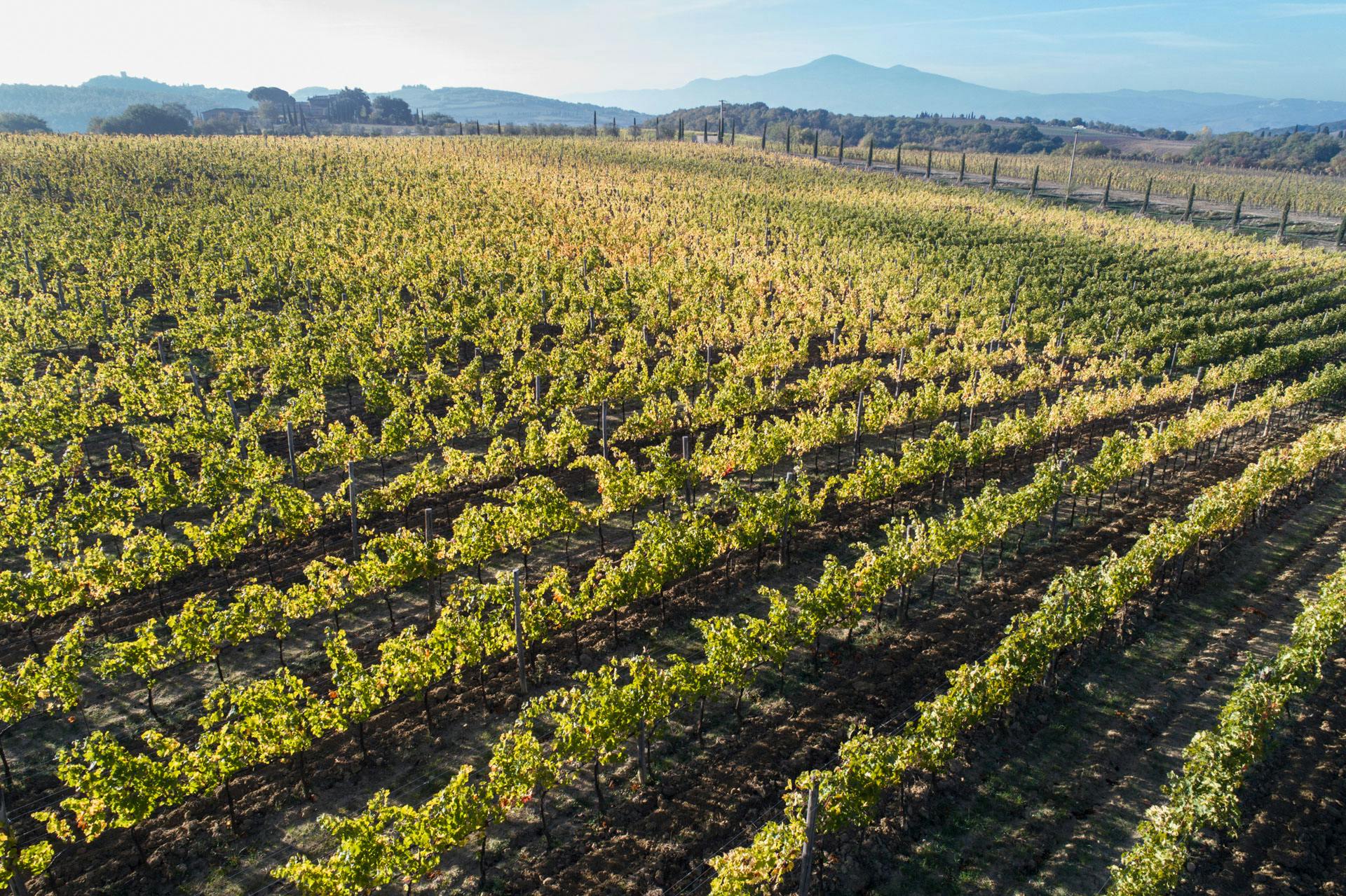Vineyards & Monte Amiata