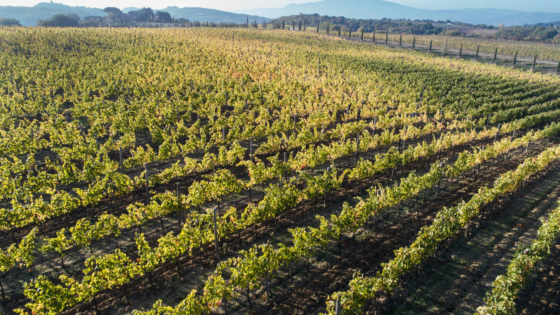 Vineyards & Monte Amiata Vineyards & Monte Amiata