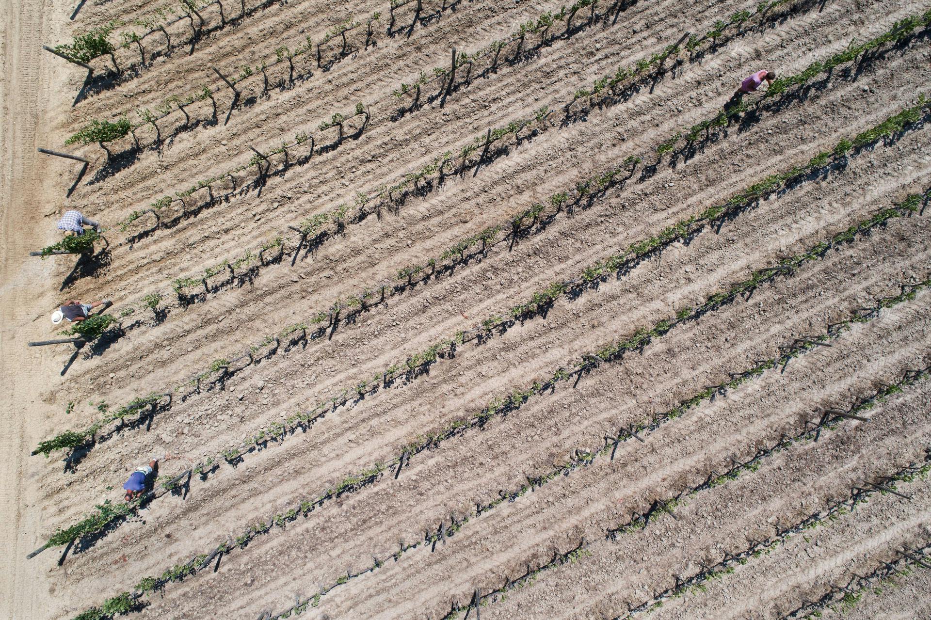 grape pickers in the vineyard