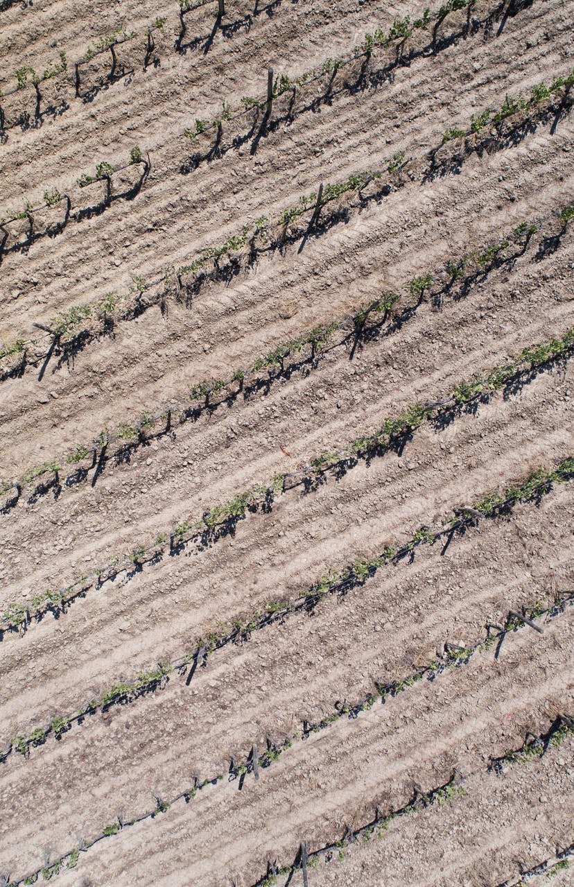 Grape pickers in the vineyard Aerial view of grapes pickers during harvest