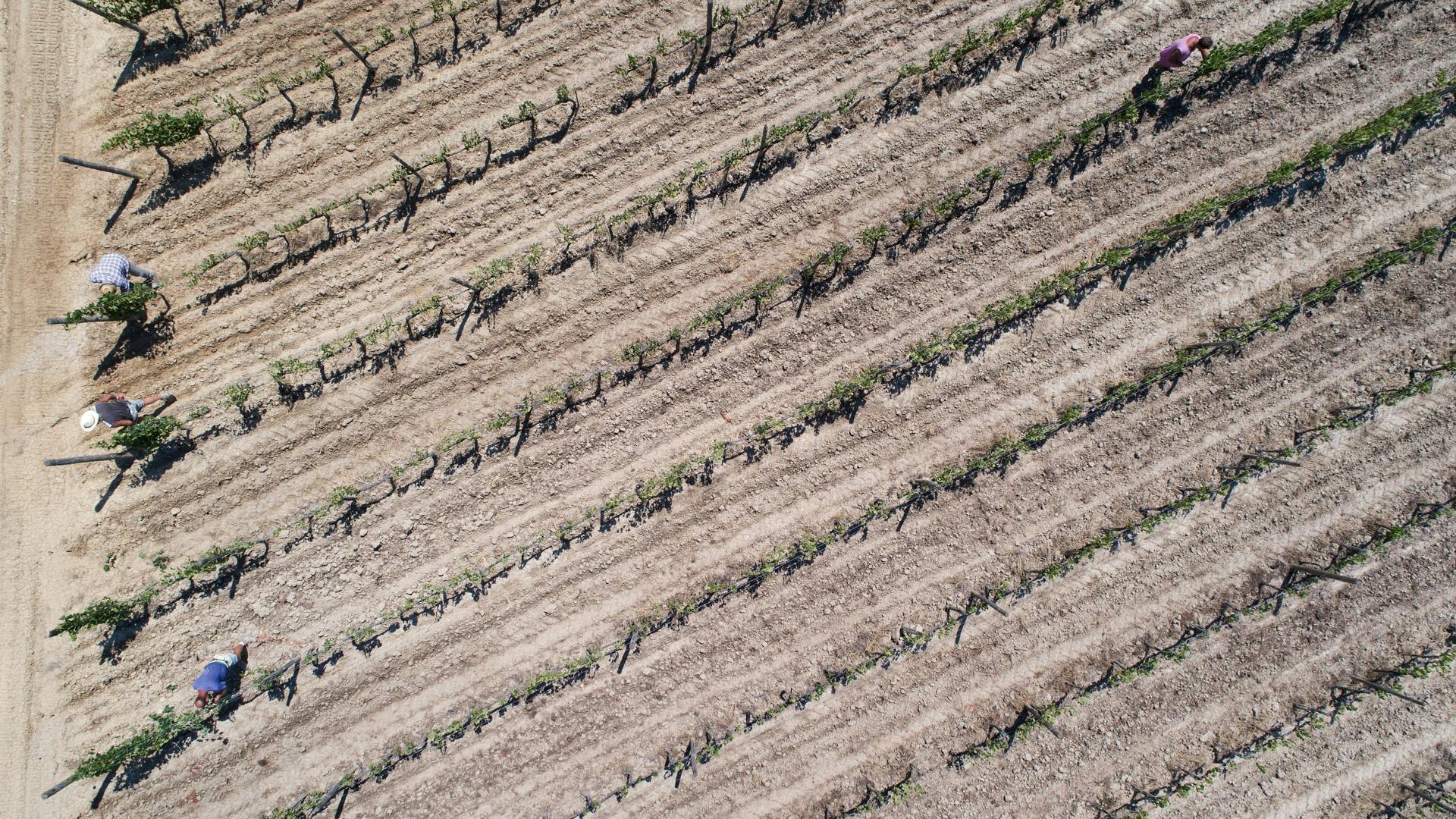 grape pickers in the vineyard grape pickers in the vineyard