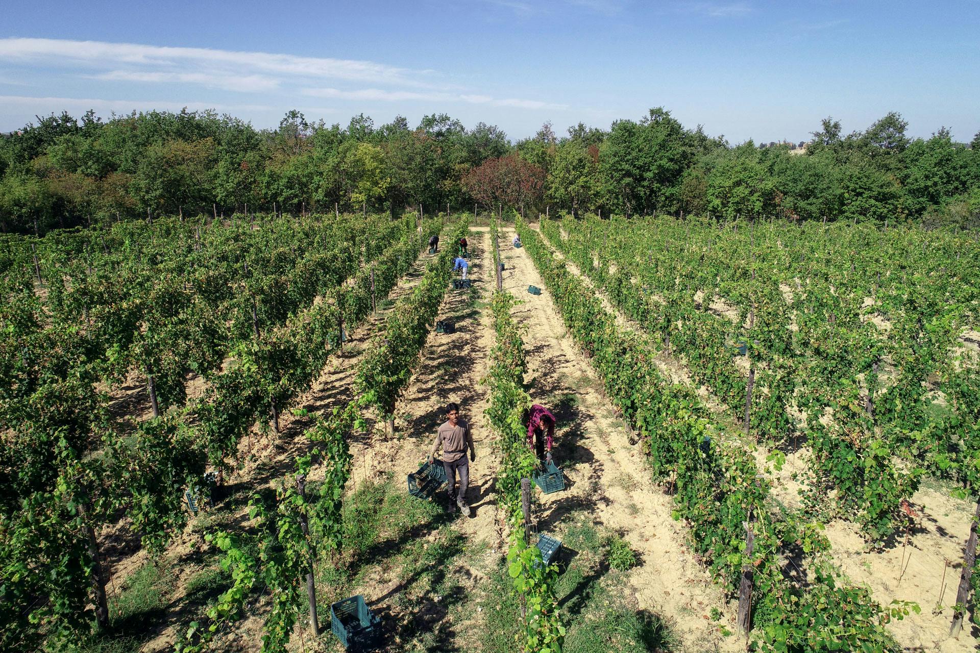grape pickers in vineyard