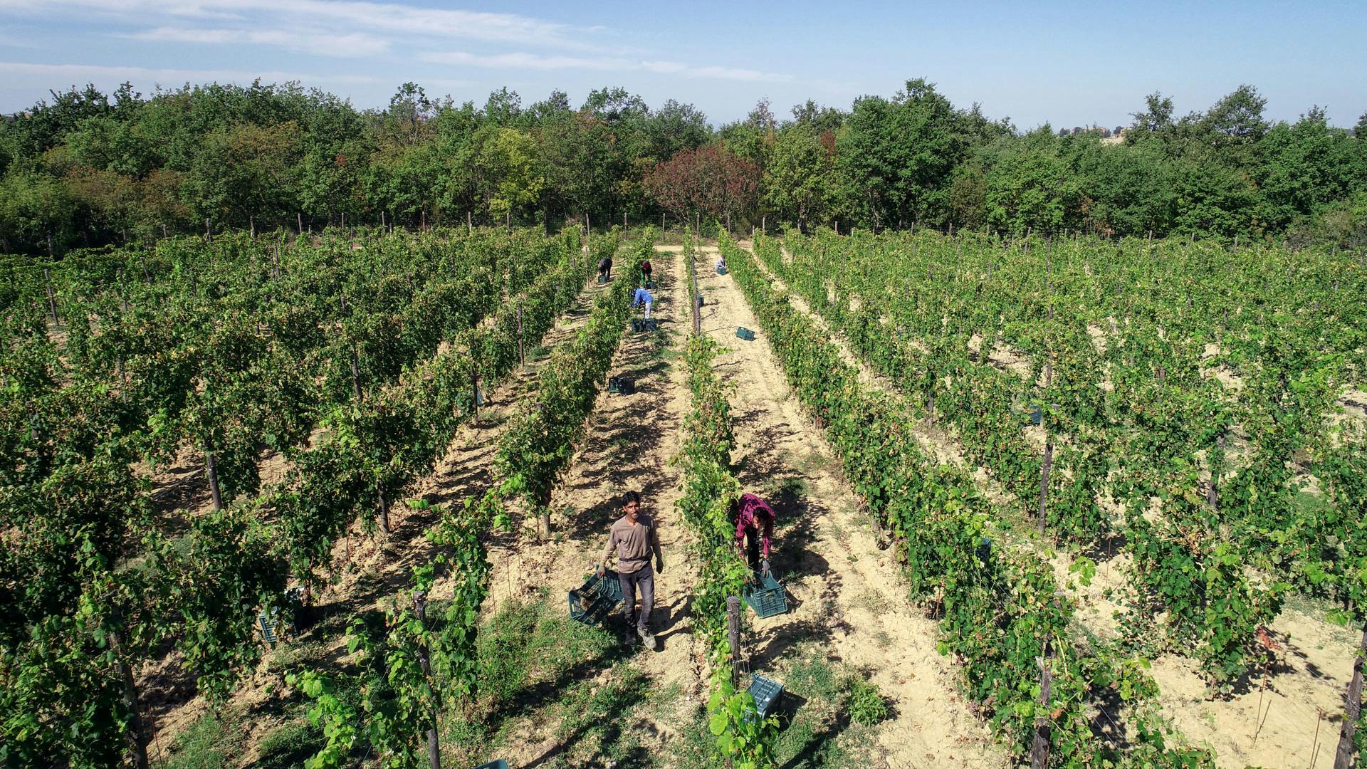 grape pickers in vineyard grape pickers in vineyard
