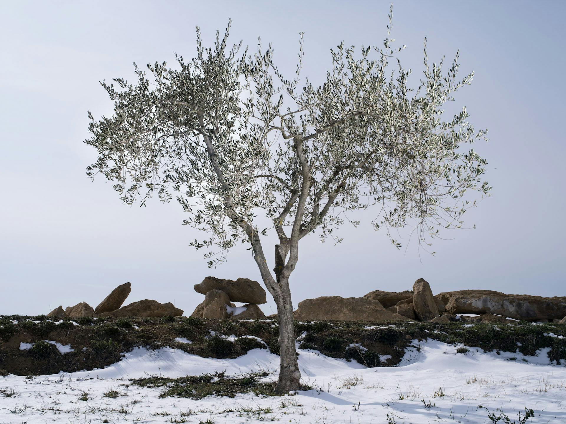 Olive tree with snow