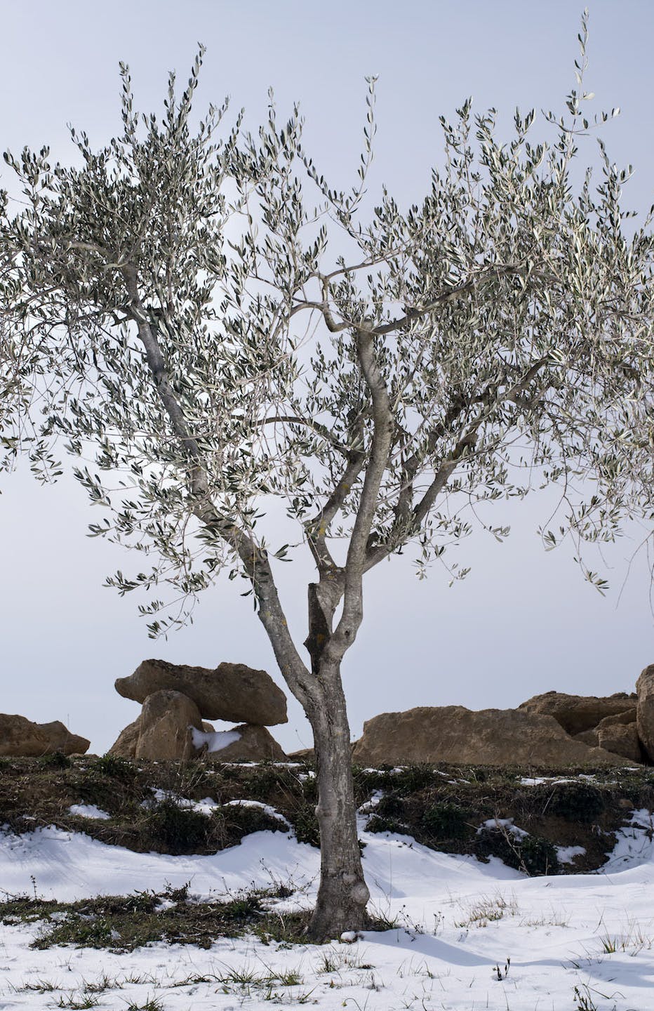 Olive tree in the snow Olive tree in the snow