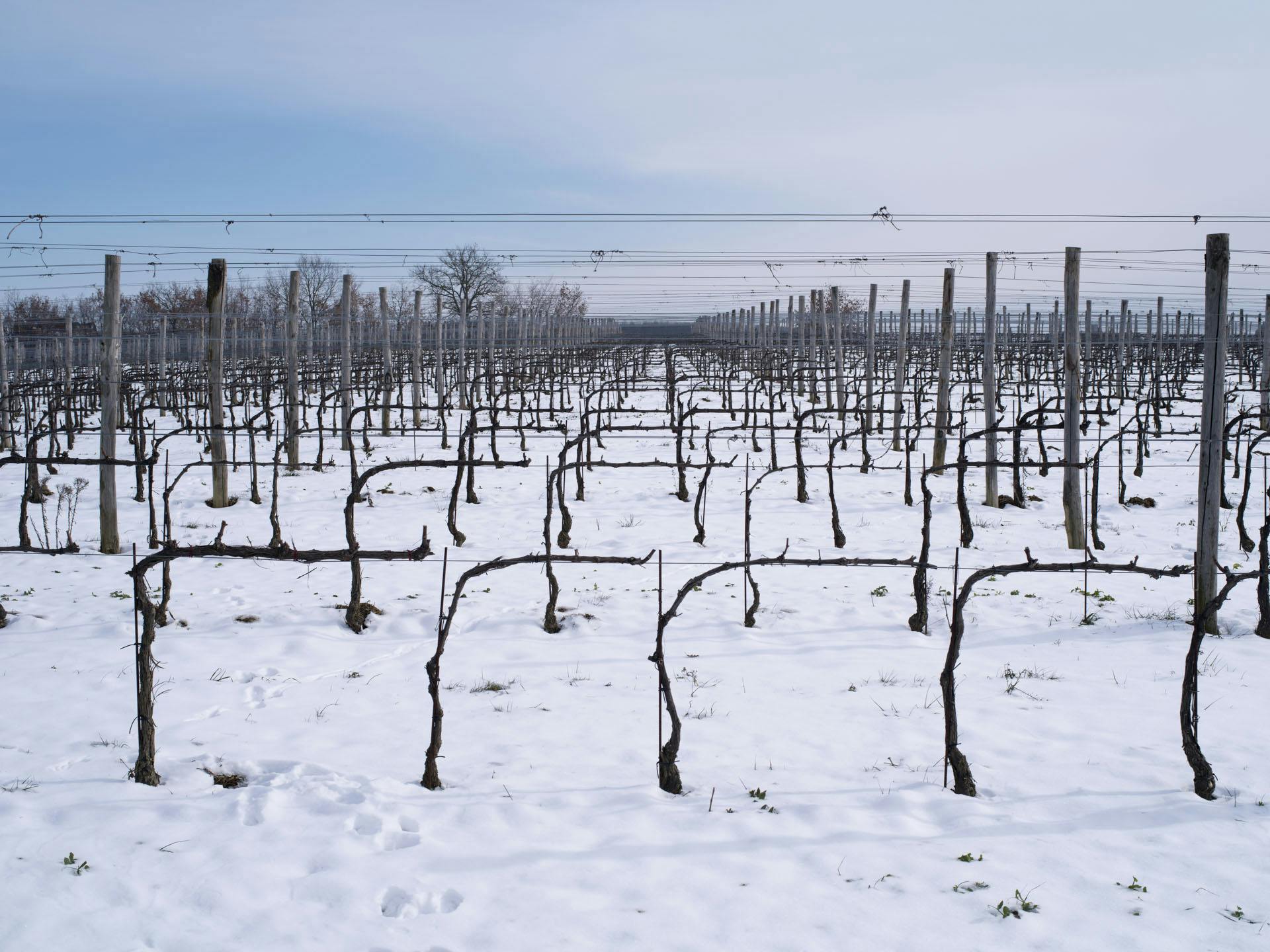 View on a snowy vineyard