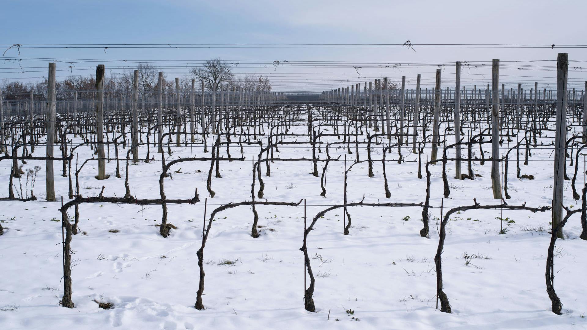 Snow & vineyard View on a snowy vineyard