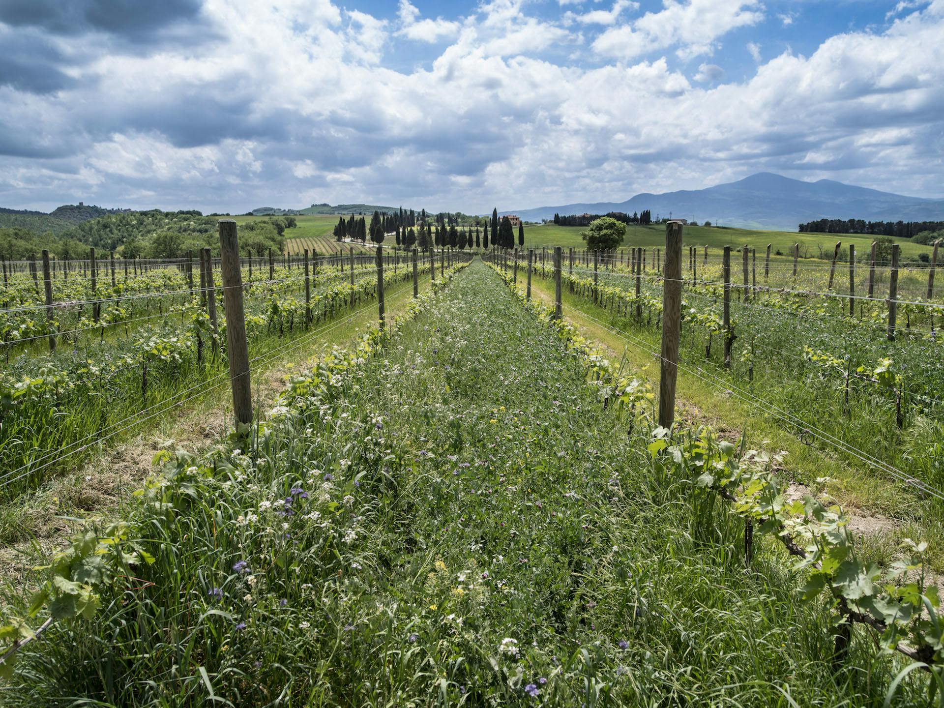 view on a flowery vineyard, blue sky with clouds and the Monte Amaita