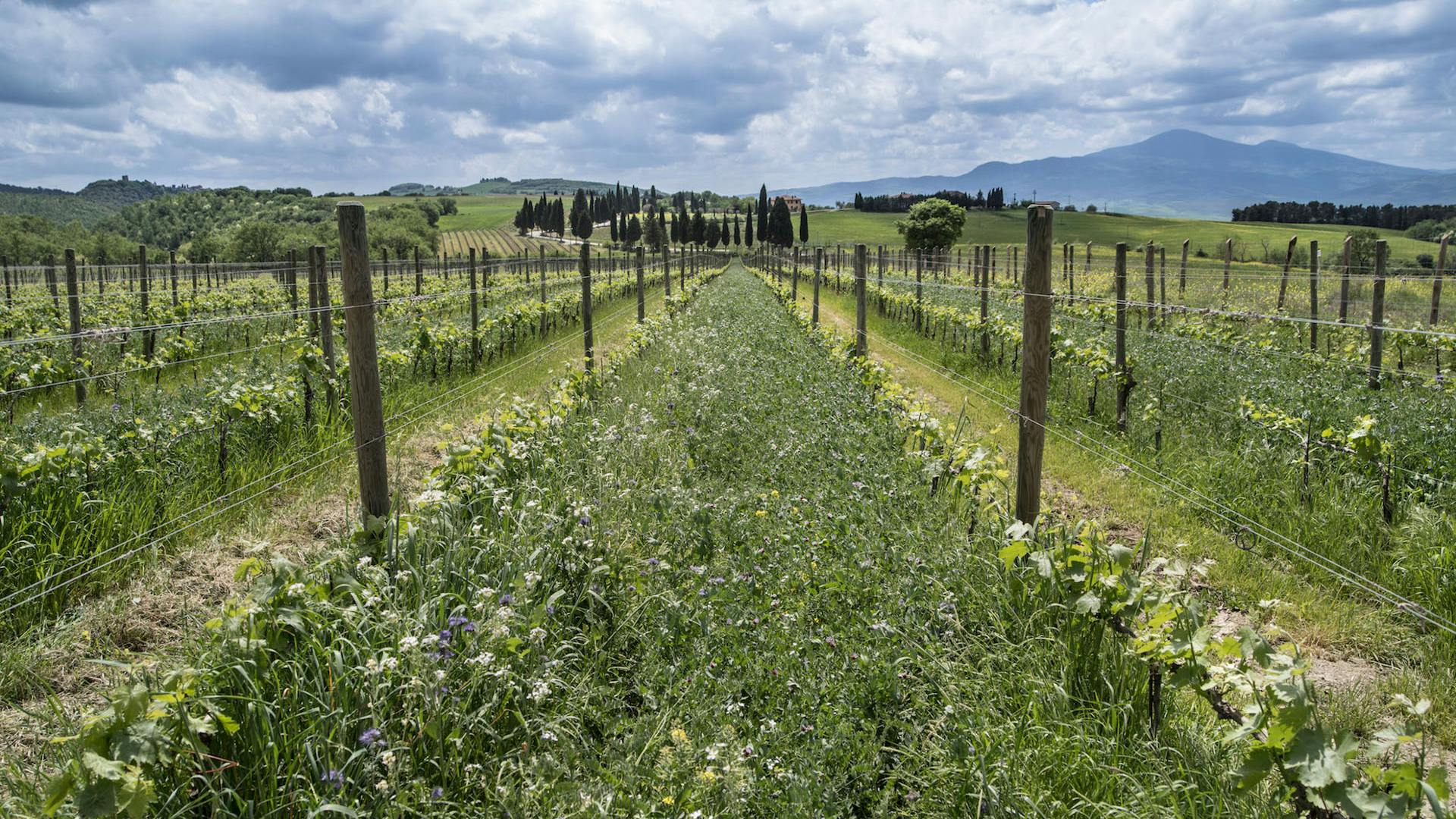 vineyard & Monte Amiata view on a flowery vineyard, blue sky with clouds and the Monte Amaita
