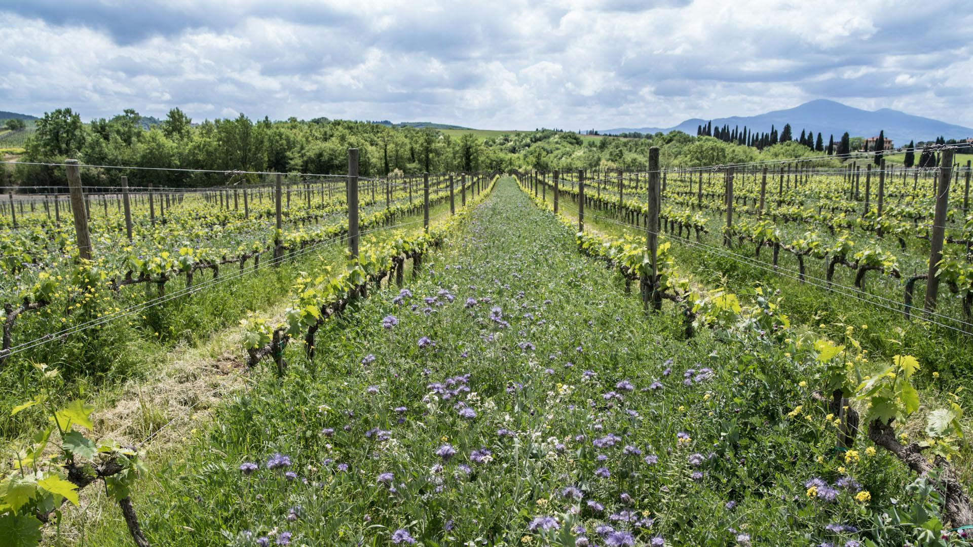 VAL D'ORCIA_Orcia Doc-flowers vineyards monte amiata View on the vineyard full of grass and flowers and the Monte Amiata in the background