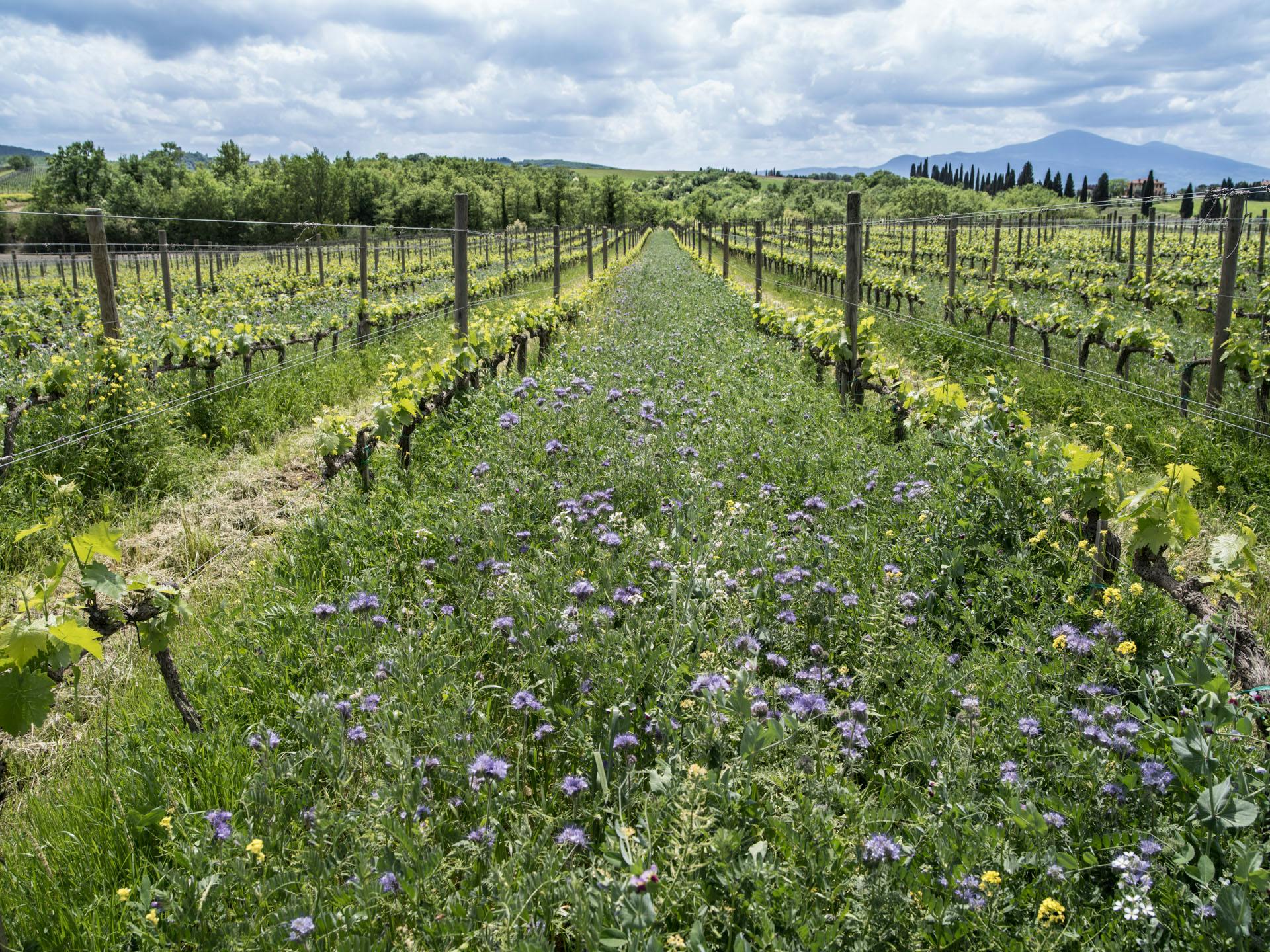 Vista sul vigneto ricco di erba e fiori e sullo sfondo il Monte Amiata